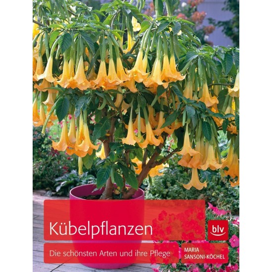 Kübelpflanzen - Die schönsten Arten und ihre Pflege Kübel Plfanzen Gartendeko Garten Balkondeko Terrassendeko 